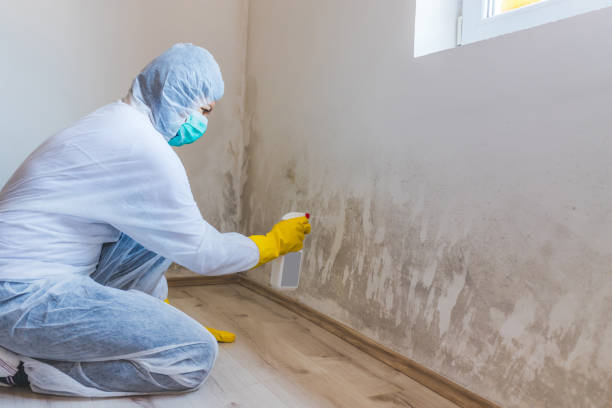 Black mold inspection in Billerica