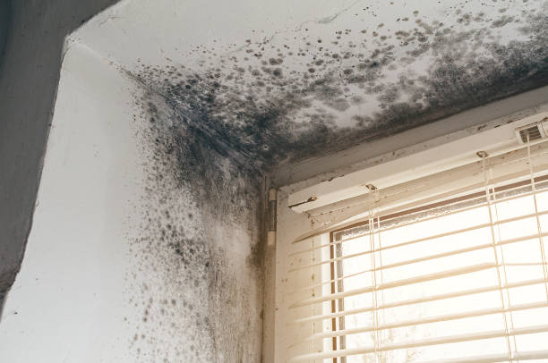 Mold Remediation service in Billerica, Billerica, MA